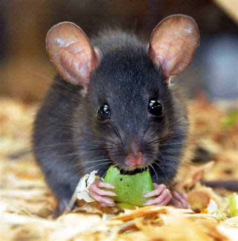 Black Rat - British Wildlife Centre