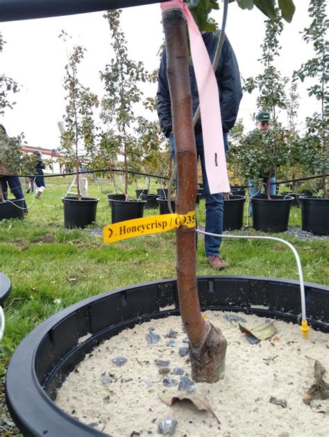 Choosing Apple Rootstocks and Ordering Bare Root Plants