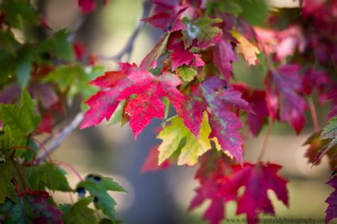 Autumn leaves in Montreal Canada | Tony Fitzgerald Photography - food and travel