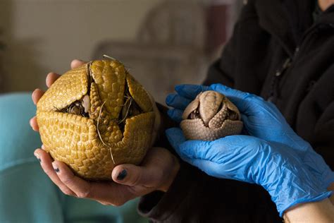 Three-Banded Armadillo - Potawatomi Zoo