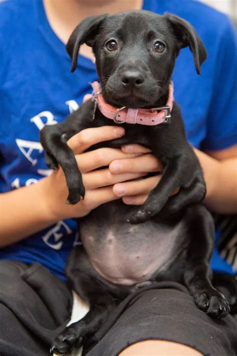 Adorable puppy born with six legs | Online Version