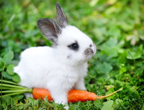 Baby Rabbit Care Tips and Advices – InspirationSeek.com