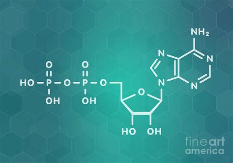 Adenosine Diphosphate Molecule Photograph by Molekuul/science Photo Library - Pixels