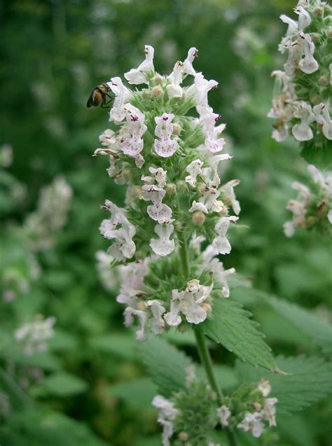 nepeta cataria