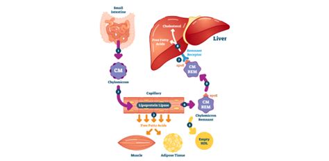 Lipid Metabolism Biochemistry MCQ Quiz With Answers | Attempts: 11604 - Trivia & Questions