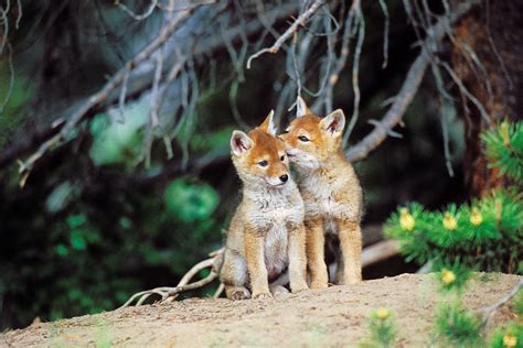 Wild Coyote Pups Canis Latrans Photograph by Thomas And Pat Leeson | Fine Art America