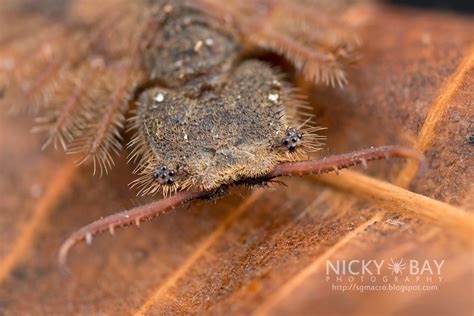 Owlfly larva (Ascalaphidae) - DSC_3579 | Nicky Bay | Flickr