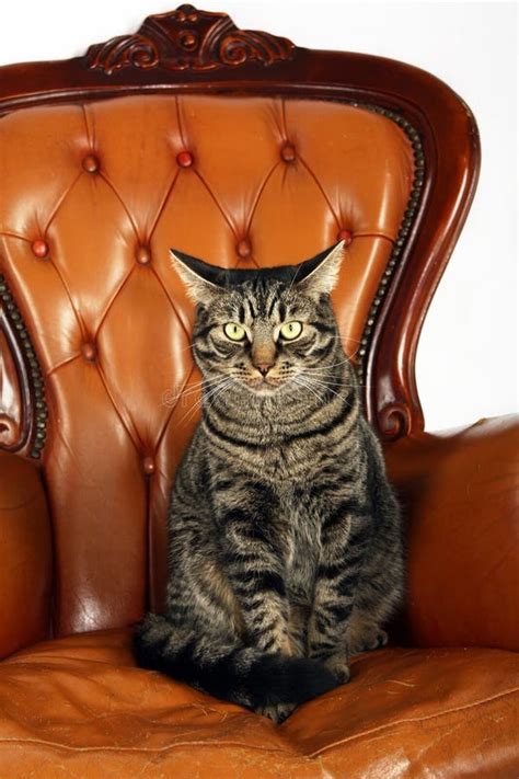 Cat sitting on chair stock image. Image of chair, listening - 17036515