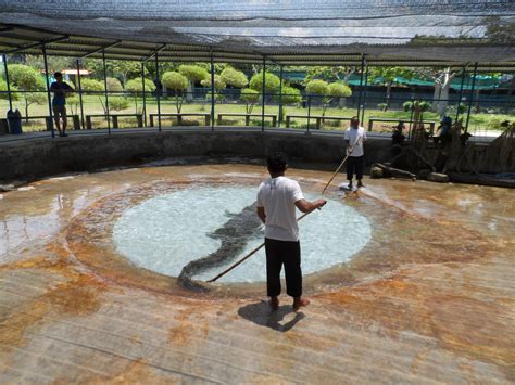 Tuaran Crocodile Farm - ZooChat