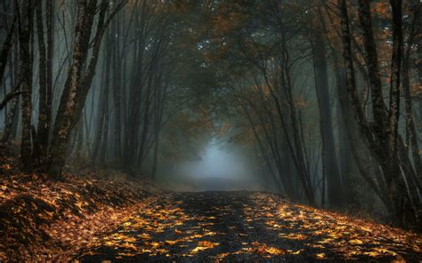 Fondos de pantalla : luz de sol, Árboles, paisaje, bosque, otoño, hojas, oscuro, naturaleza ...