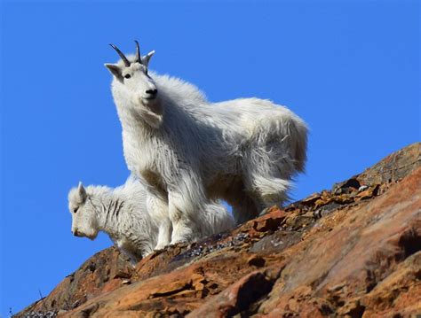 Mountain Goat On Mountain