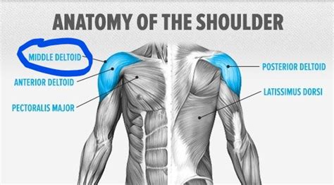 How to grow your shoulders (side delt edition) — Za Mrvicu Bolji