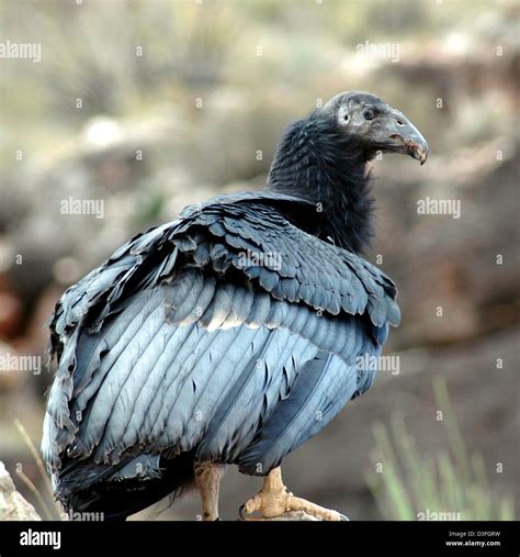 Grand Canyon National Park: California Condor 350 fledged Stock Photo ...