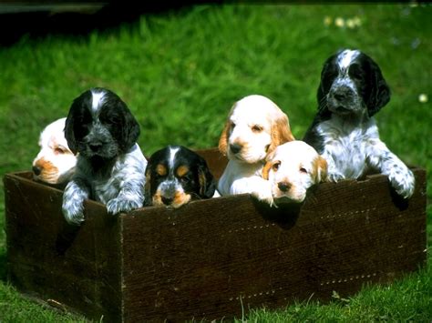 Box of Puppies - Puppies Wallpaper (13814726) - Fanpop