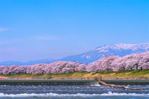 Cherry Trees Along Shiroishi River Banks in Miyagi,Tohoku,Japan Stock Photo - Image of flow ...