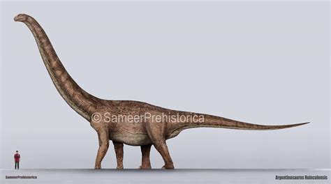 Argentinosaurus Size by SameerPrehistorica on DeviantArt