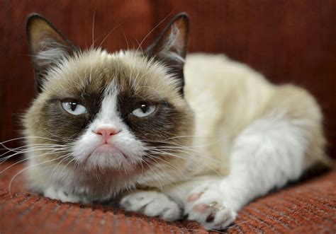 Grumpy Cat owner awarded over $700,000 in lawsuit. (Cat still won’t smile) - The Boston Globe