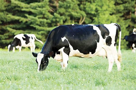 Organic dairymen share secrets to quality milk success - | Ag Proud