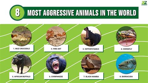 Aggressive Animals