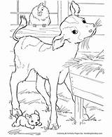 Cow Coloring Pages  Printable Calf In The Barn Eating Hay coloring sketch template