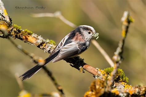 Black Forest Birds – Long-tailed Tit – Focusing on Wildlife