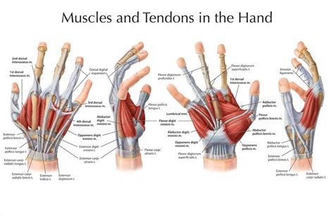 Hands structure, function, bones, nerves, muscles and anatomy | Science ...