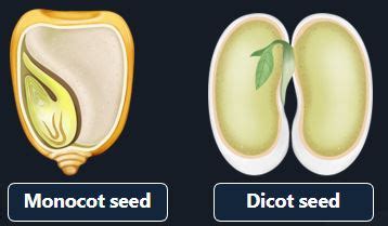 Differentiate between monocot and dicot seed.