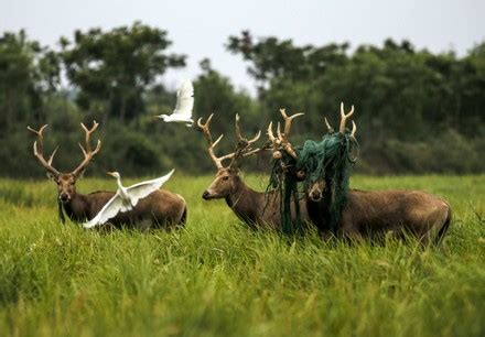 __COUNT__ Dafeng wetland protects milu deer population to keep increasing, Yancheng, China - 28 ...