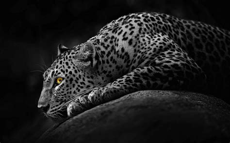 Black Jaguar Wallpapers - Wallpaper Cave