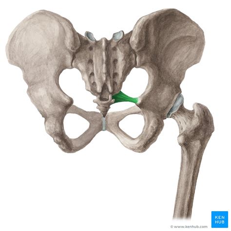 Ligaments of the lower limb: Pelvis, knee, ankle | Kenhub