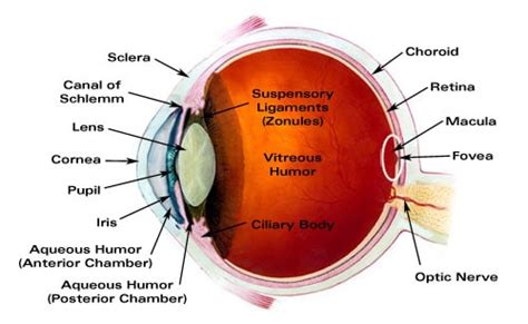 Major Ocular Structures - Layers of the Eye - Laramy-K Independent Optical Lab