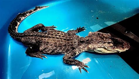 Alligator's Mating Habits Probed