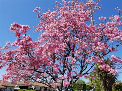 Pink Trumpet Tree Tabebuia heterophylla