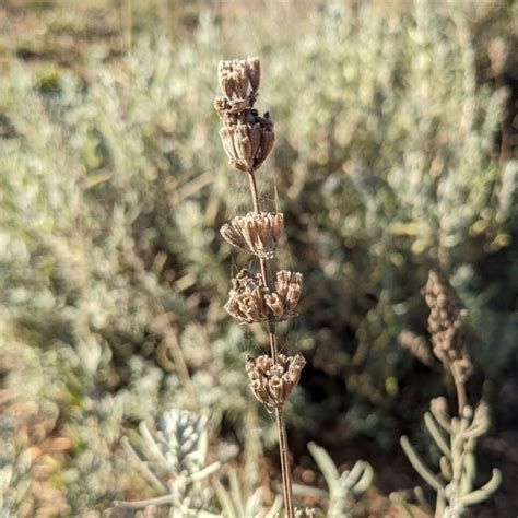 How To Collect Lavender Seeds In 3 Easy Steps