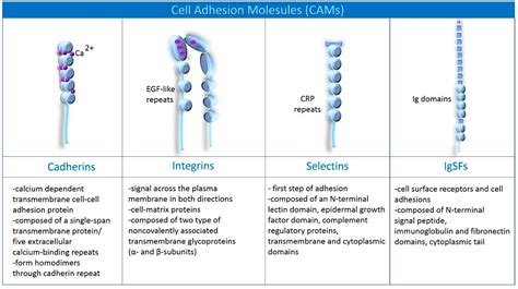 Physicochemical Principles of Adhesion Mechanisms in the Brain