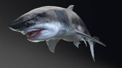 What did Megalodon eat? Anything it wanted — including other predators