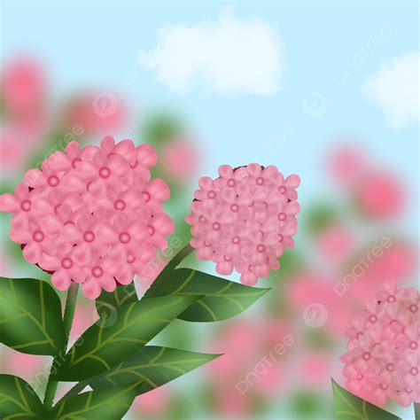 Hydrangeas Pink Flowers Background, Flowers, Pink, Background Background Image for Free Download