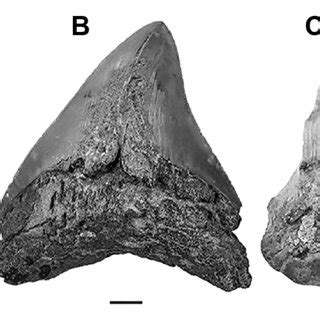 (PDF) Late Neogene Elasmobranch Fauna From The Coquimbo Formation, Chile