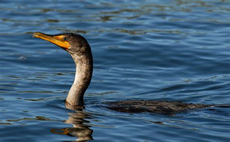 Charles River Watershed Association: Water Birds of the Charles River