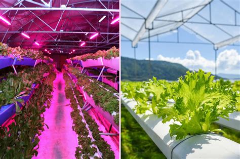 14 Factors To Help You Choose Between Aeroponics vs Hydroponics