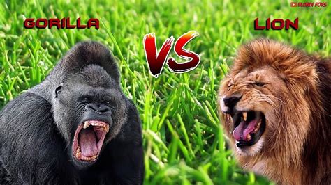 Gorilla Fighting Lion