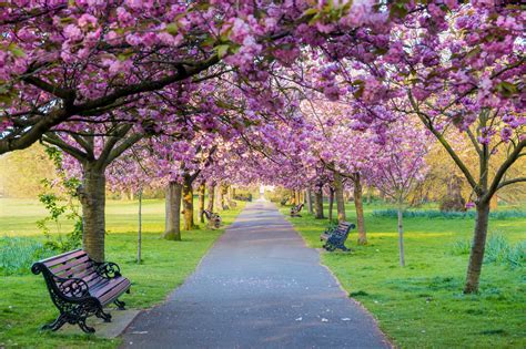 Sakura, la belleza de los cerezos en flor en Japón - Explora mundo