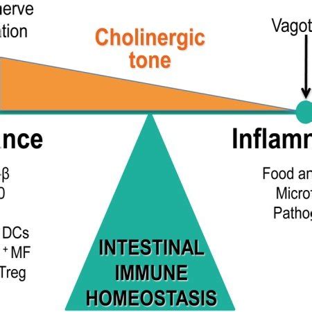 Schematic representation of the cholinergic anti-inflammatory pathway.... | Download Scientific ...