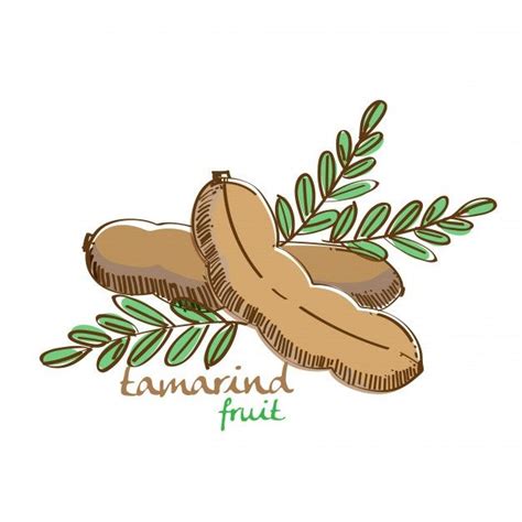 Premium Vector | Tamarind illustration | Tamarind, Tamarind fruit, Tamarind drawing