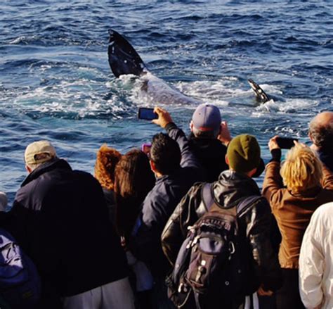 Whale Watching San Diego - Whale Watching at H&M Landing