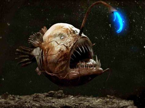 Gusti Arya Yunedi Share 4 All: The Angler Fish with its glowing fleshy mass