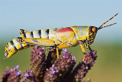 Grasshopper | Description, Features, & Species | Britannica