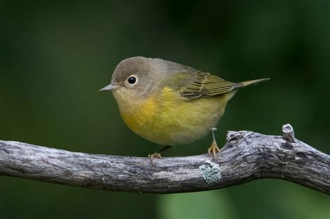 Fall Warbler Migration 2020 – Jeremy Meyer Photography