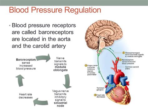 Cardiovascular system, Blood pressure regulation, Heart rate and its regulation | Science online