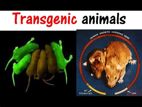 Transgenic Animals Mice